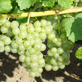 Vitis vinifera 'Gelber Muskateller' - Weinrebe