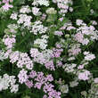 Achillea millefolium 'Lilac Beauty': Bild 4/4