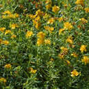 Hypericum 'Buttercup' - Johannisstrauch