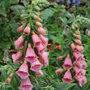 Digitalis 'Mertonensis' - Fingerhut