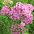 Achillea millefolium 'Lilac Beauty': Bild 2/4