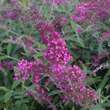 Buddleja davidii 'Summer Beauty': Bild 1/1