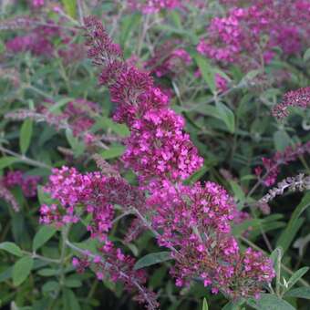 Buddleja davidii 'Summer Beauty'