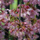 Prunus subhirtella 'Fukubana' - Japanische Blütenkirsche