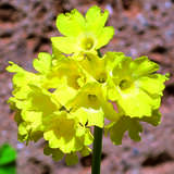 Primula auricula - Alpenaurikel, Petergstamm