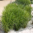 Carex acutiformis: Bild 2/2