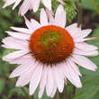 Echinacea purpurea 'Hope': Bild 4/4