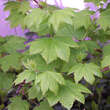 Acer circinatum: Bild 1/3