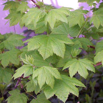 Acer circinatum