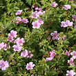 Geranium endressii 'Wargrave Pink': Bild 2/7