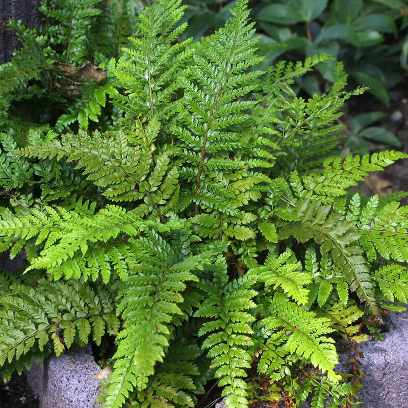 Japanischer Glanz-Schildfarn - Polystichum polyblepharum