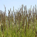 Sesleria autumnalis - Herbst-Kopfgras