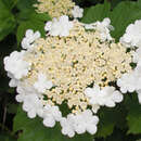 Viburnum opulus 'Notcutt's Variety' - Gartenschneeball