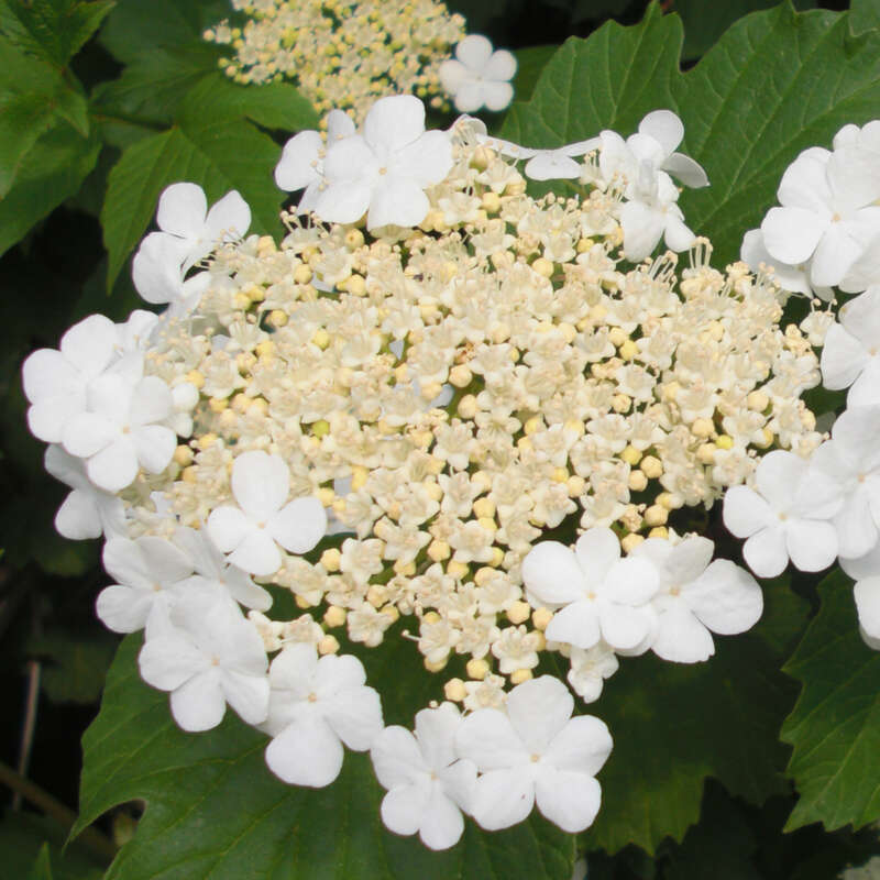 Gartenschneeball Viburnum opulus 'Notcutt's Variety' weiß