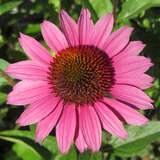 Echinacea purpurea 'Amazing Dream' - Sonnenhut