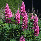 Lupinus polyphyllus 'Russel Rosa' - Wolfsbohne, Lupine