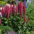 Lupinus polyphyllus 'Rote Flamme': Bild 1/1