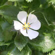 Podophyllum hexandrum: Bild 1/3