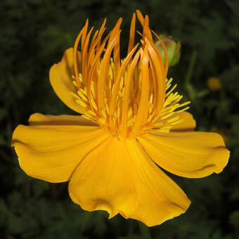 Trollius 'Lemon Queen'