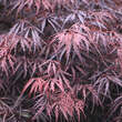 Acer palmatum 'Tamukeyama': Bild 1/2