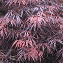Japanischer Schlitzahorn - Acer palmatum 'Tamukeyama'