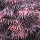 Acer palmatum 'Tamukeyama' - Japanischer Schlitzahorn