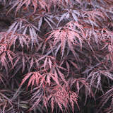 Acer palmatum 'Tamukeyama' - Roter Fächerahorn