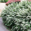 Spiraea nipponica 'Snowmound': Bild 1/5