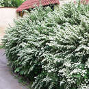 Spiraea nipponica 'Snowmound' - Blütenspiere