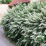 Spiraea nipponica 'Snowmound' - Japanische Blütenspiere