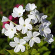 Phlox paniculata 'Fujiyama': Bild 2/2