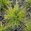 Festuca glauca 'Golden Toupee': Bild 1/3