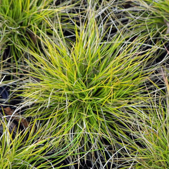Festuca glauca 'Golden Toupee'