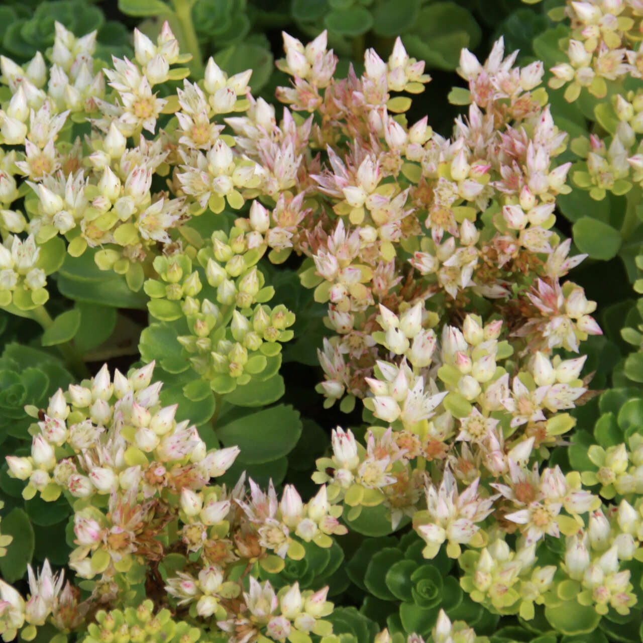 fetthenne-sedum-spurium-album-superbum-wei