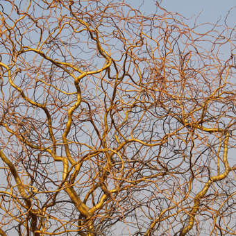 Salix 'Erythroflexuosa'