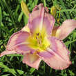 Hemerocallis 'Mildred Mitchell': Bild 1/2