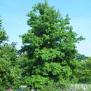 Liquidambar styraciflua - Amberbaum