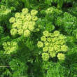 Angelica pachycarpa: Bild 3/4