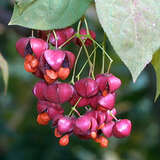 Euonymus planipes - Spindelstrauch