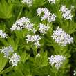 Galium odoratum: Bild 1/8