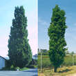 Quercus robur 'Fastigiata': Bild 1/4