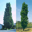 Quercus robur 'Fastigiata': Bild 1/4