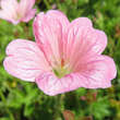 Geranium endressii 'Wargrave Pink': Bild 4/7