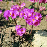 Primula rosea - Rosenprimel