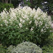 Persicaria polymorpha: Bild 1/11