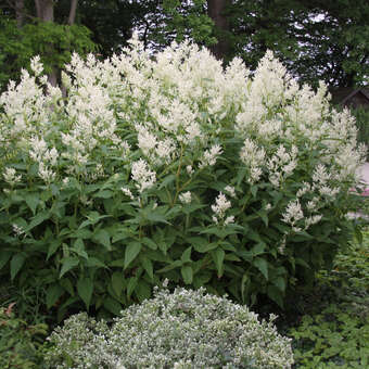 Persicaria polymorpha