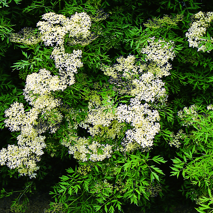 geschlitztbl-ttriger-holunder-sambucus-nigra-laciniata-wei