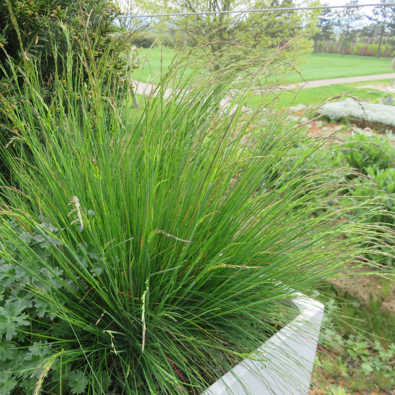 bogen-liebesgras-eragrostis-curvula-br-unliche-bogig-berh-ngende