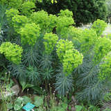 Euphorbia characias wulfenii - Palisaden-Wolfsmilch