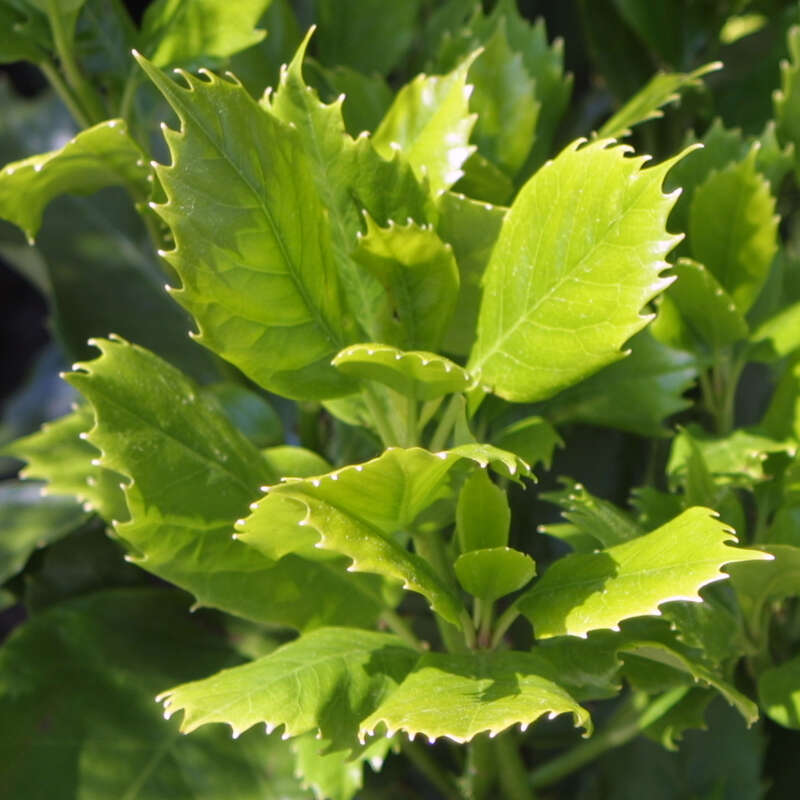 Gezhnte Aukube - Aucuba japonica 'Dentata' - grn